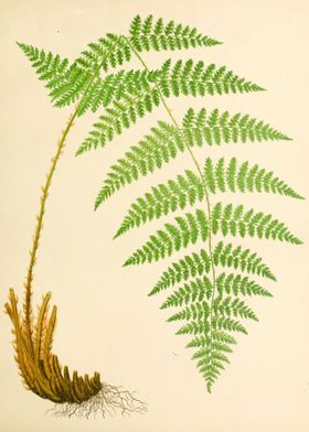 Vintage Fern Drawing 1