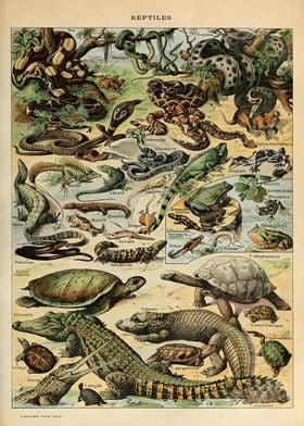 Adolphe Millot Reptiles