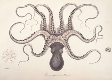 Vintage Octopus