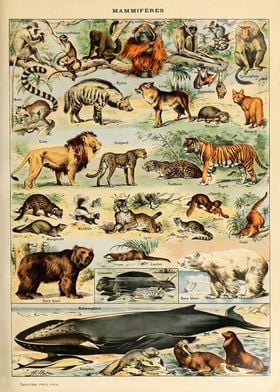 Adolphe Millot Mammals v2