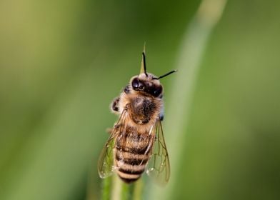 cute bee