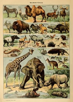 Adolphe Millot Mammals v1