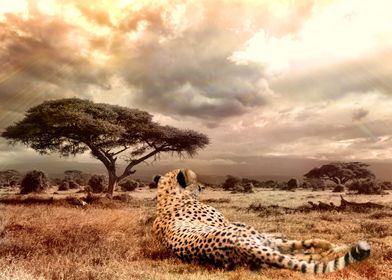 Wild Cheetah Africa Nature