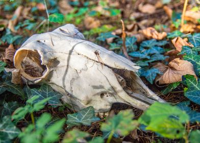 Animal skull