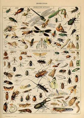 Adolphe Millot Insect