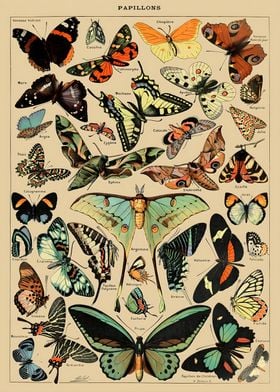 Adolphe Millot Butterfly