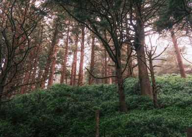 Oregon Coast Forest Photo