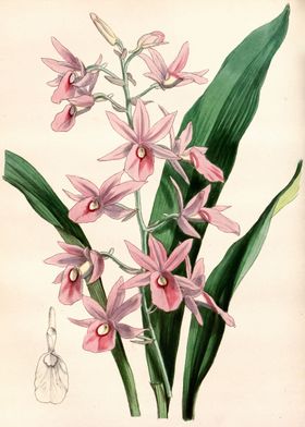 Vintage Pink Orchid