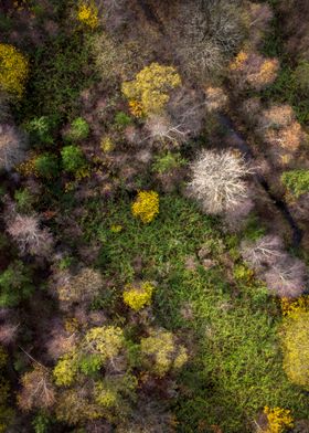 Drone view of a forest