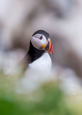 Puffin from Saltee Islands