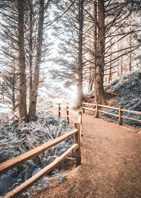 Oregon Coast Forest Magic