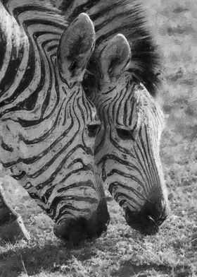 Zebra