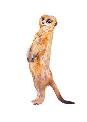 Meerkat