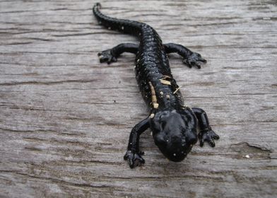 salamander