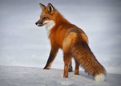 Fox