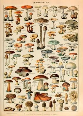 Vintage Mushroom