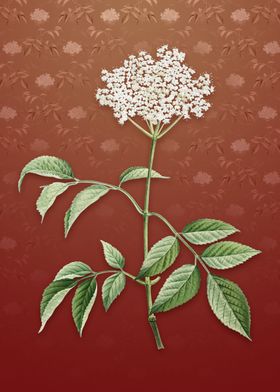 Vintage with elder flowers-