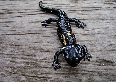 detailed salamander