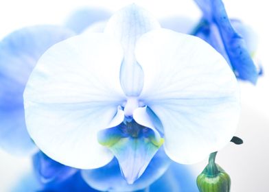 Blue Orchid macro