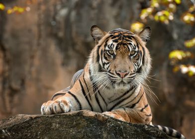 tiger cute