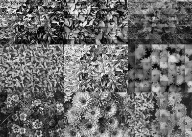 Monochrome garden patches