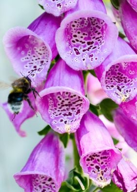 Bee on a Foxglove flower