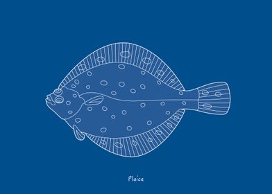 Sea Fish  