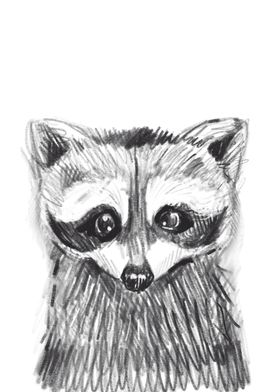 Raccoon 