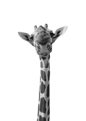 Giraffe Animals Funny