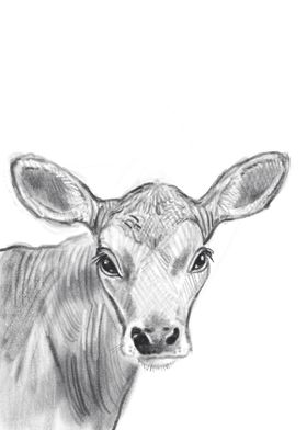 Calf 