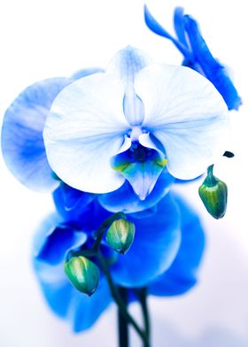 Macro Blue Orchid 1