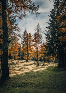 Larches in South Tyrol