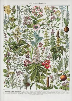 Vintage Botanical