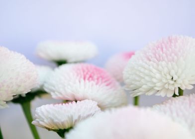 Pink daisy photography 2