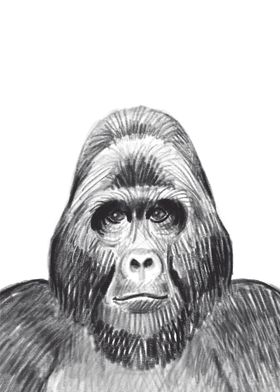 Gorilla