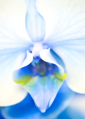 Macro Blue Orchid 