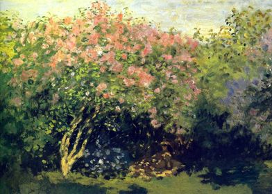 lilacs in the sun by Monet