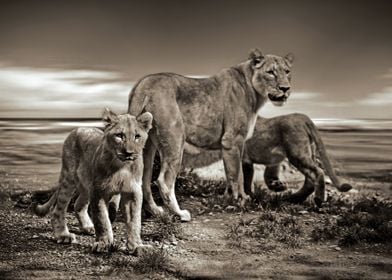 Lions Africa Wild Park