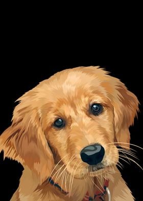 Golden retriever dog