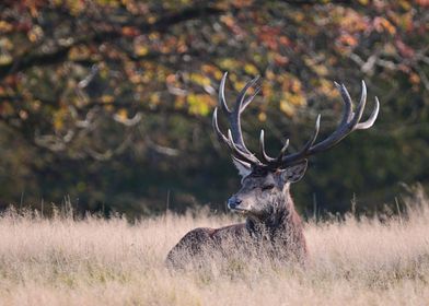 deer and meadow