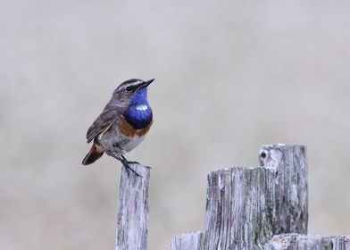 blue bird and meadow