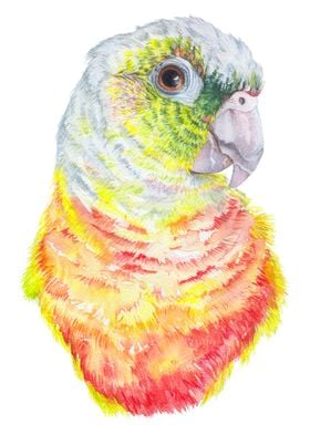 Green Cheeked Conure Bird