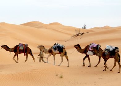 camel and desert