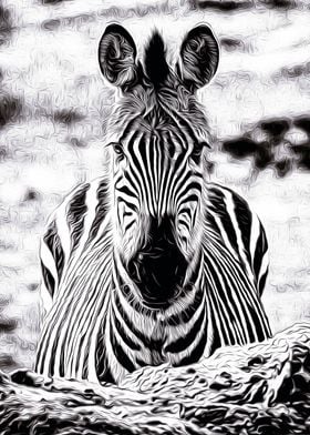 Zebra