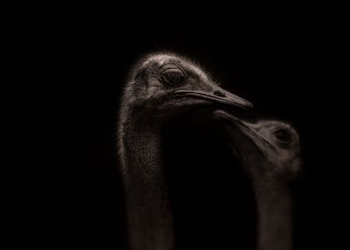 ostrich abstract