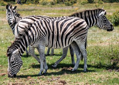 Zebra Animals Zoo Africa