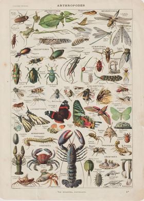 Vintage Arthropods