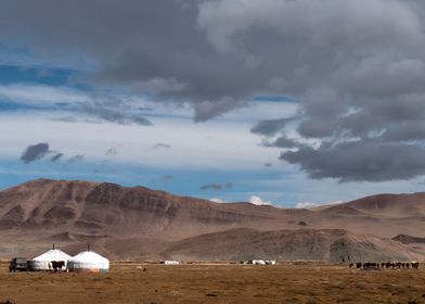 mongolia Meadow