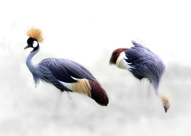 grey crowned crane and fog