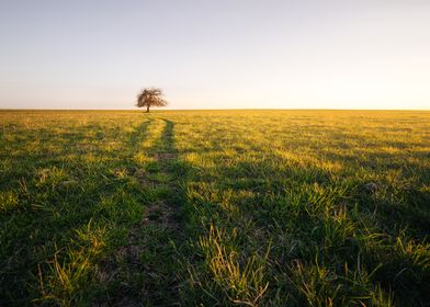 Meadow and tree